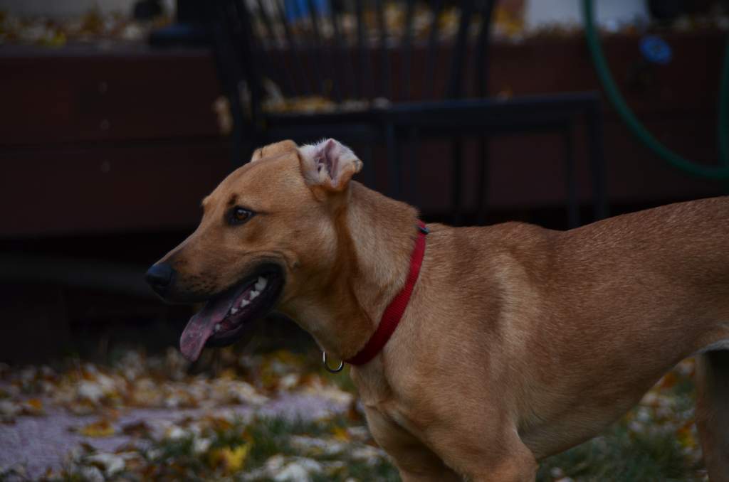 20181102Dogs3563