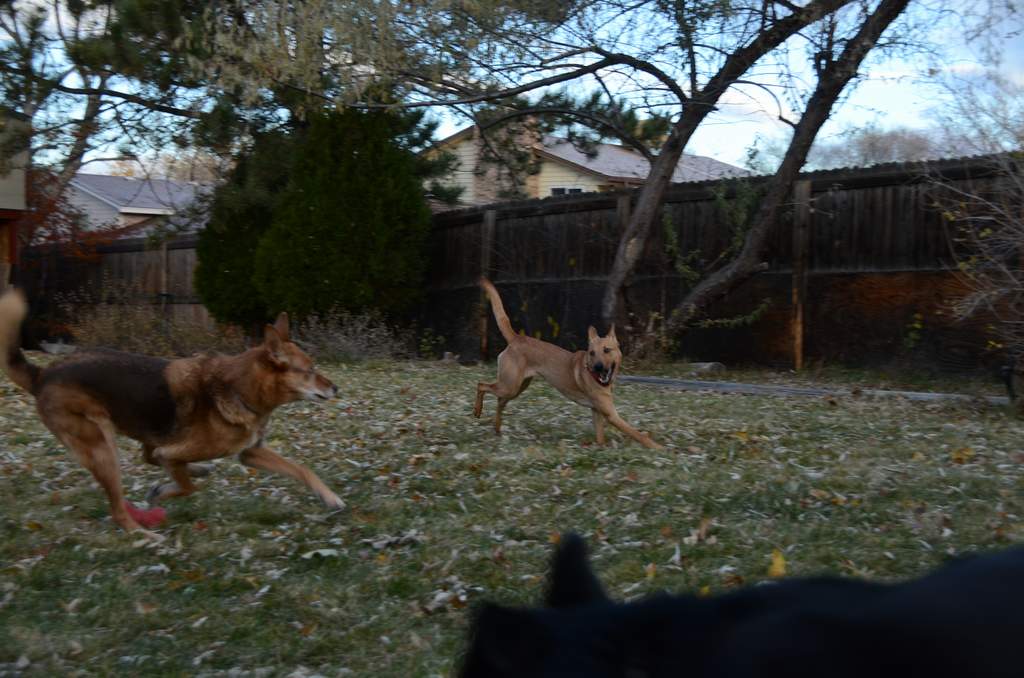 20181102Dogs3600