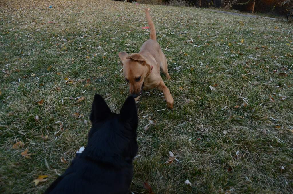 20181102Dogs3612