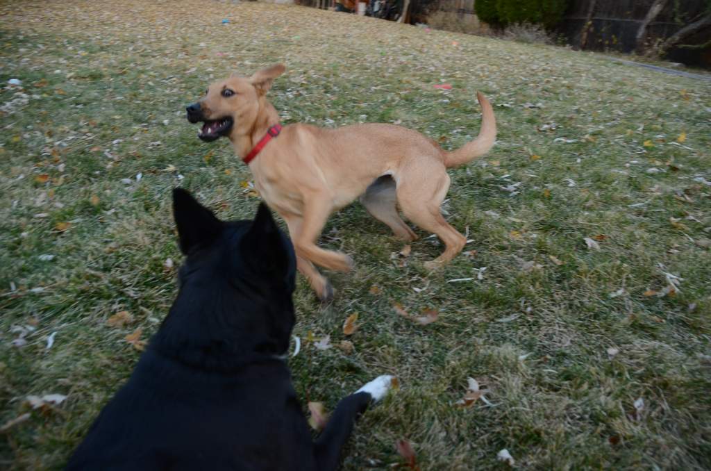 20181102Dogs3613