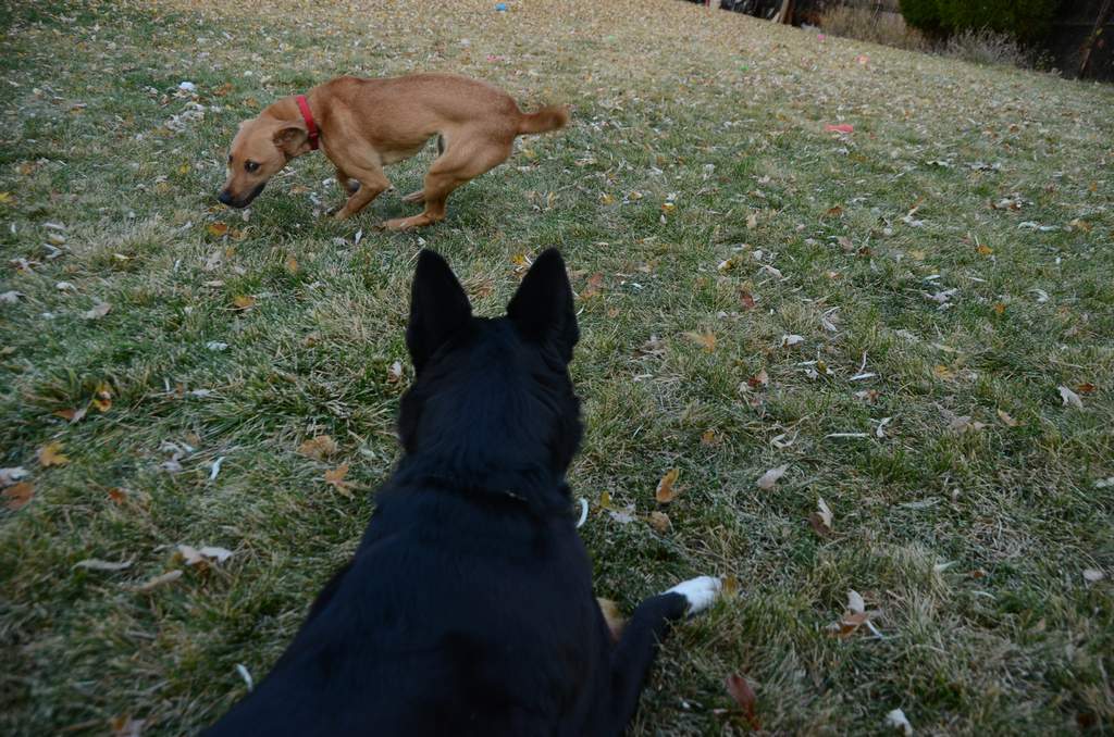 20181102Dogs3614