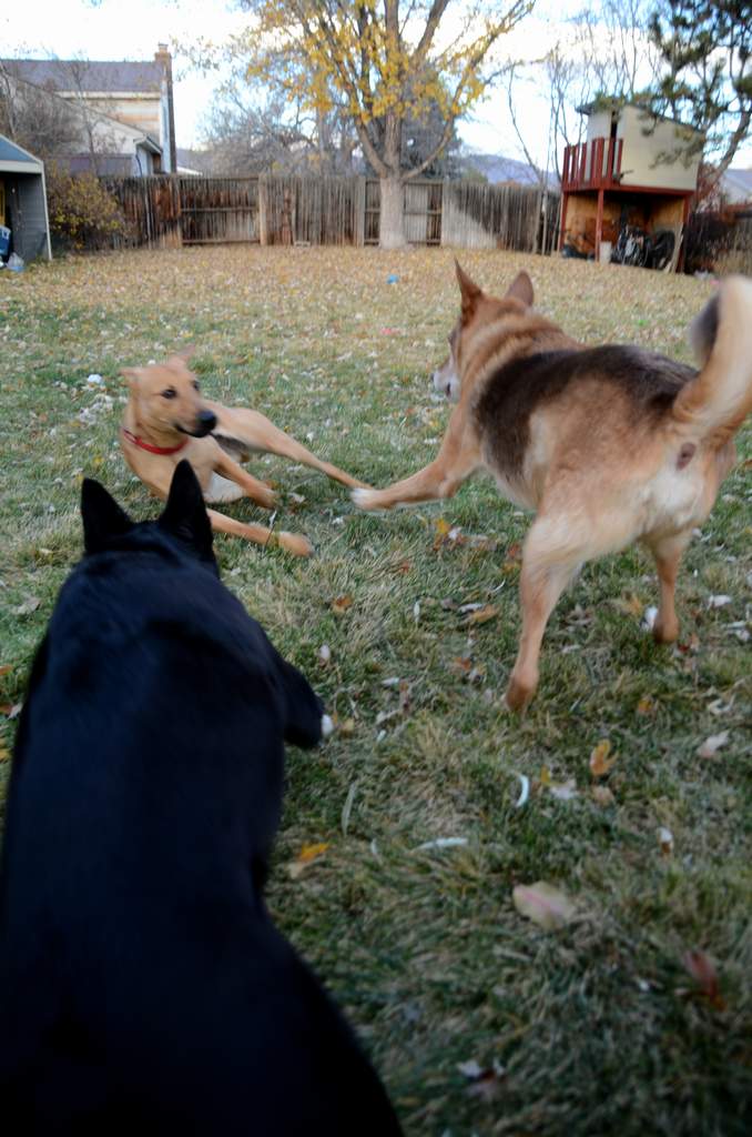 20181102Dogs3615