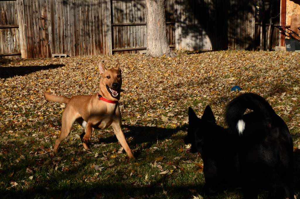 20181102dogs3633