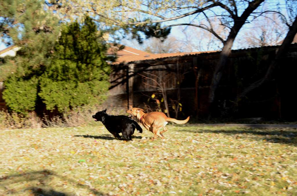 20181102dogs3635