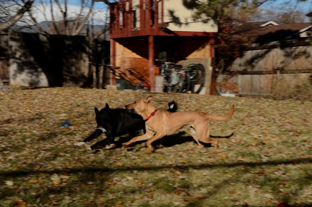20181102dogs3640