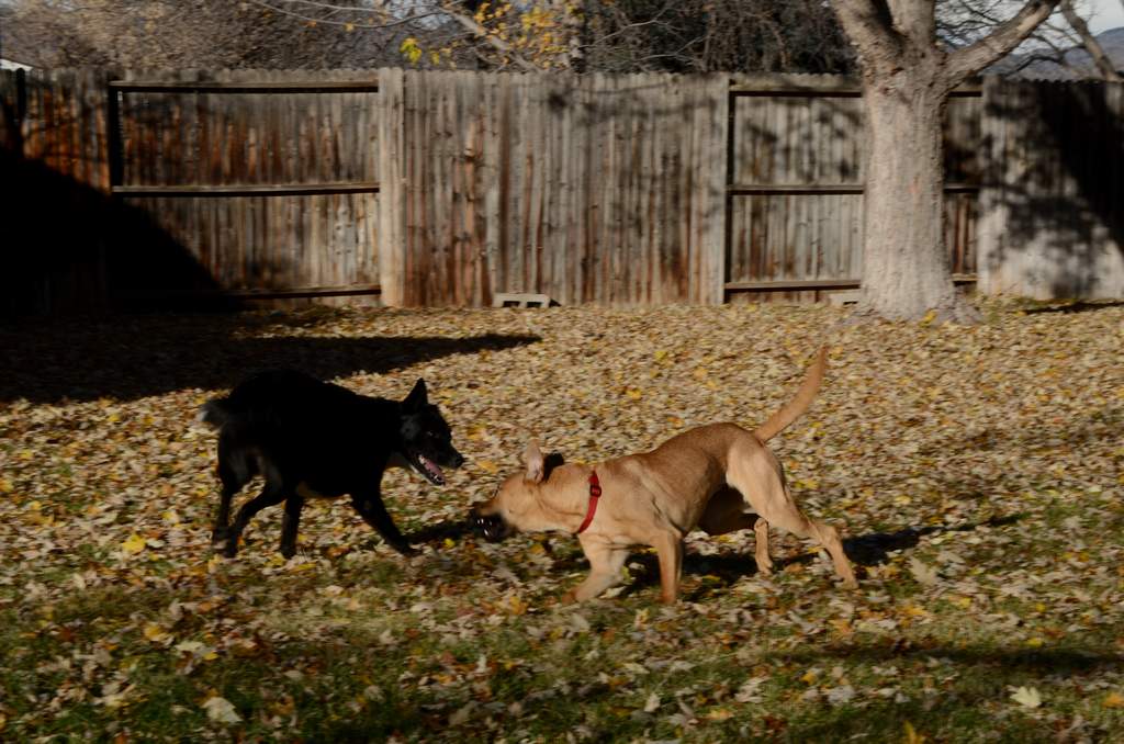 20181102dogs3642