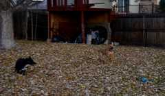 20181102Dogs3449