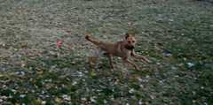 20181102Dogs3453