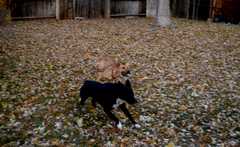 20181102Dogs3463