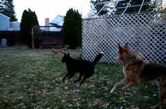 20181102Dogs3467