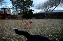 20181102Dogs3473