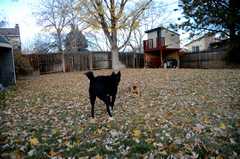 20181102Dogs3494