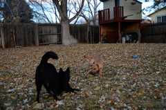 20181102Dogs3495