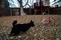 20181102Dogs3496