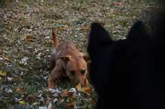 20181102Dogs3507