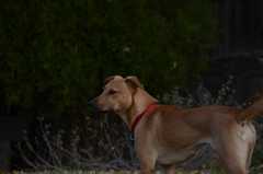 20181102Dogs3510