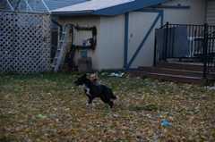 20181102Dogs3513