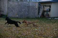 20181102Dogs3514