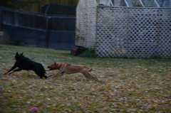 20181102Dogs3515