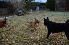 20181102Dogs3554