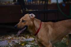 20181102Dogs3563