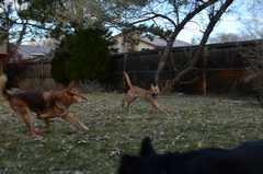 20181102Dogs3600
