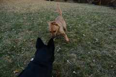 20181102Dogs3612