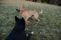 20181102Dogs3613