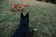20181102Dogs3614