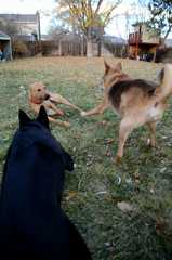 20181102Dogs3615