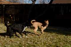 20181102dogs3625