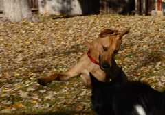 20181102dogs3632
