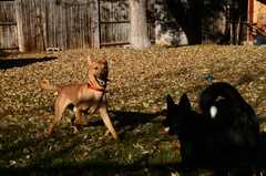 20181102dogs3633