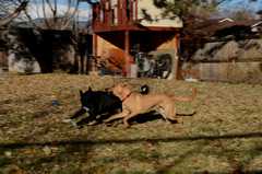 20181102dogs3640
