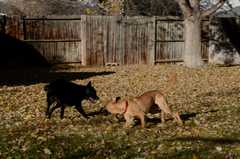 20181102dogs3642