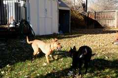 20181102dogs3645