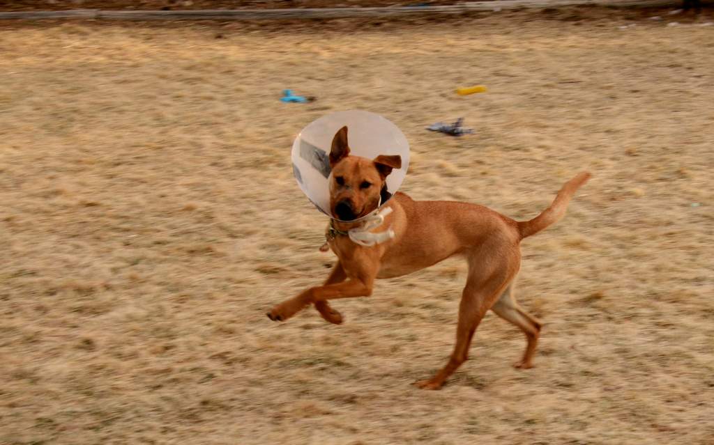 20190318Dogs_5187