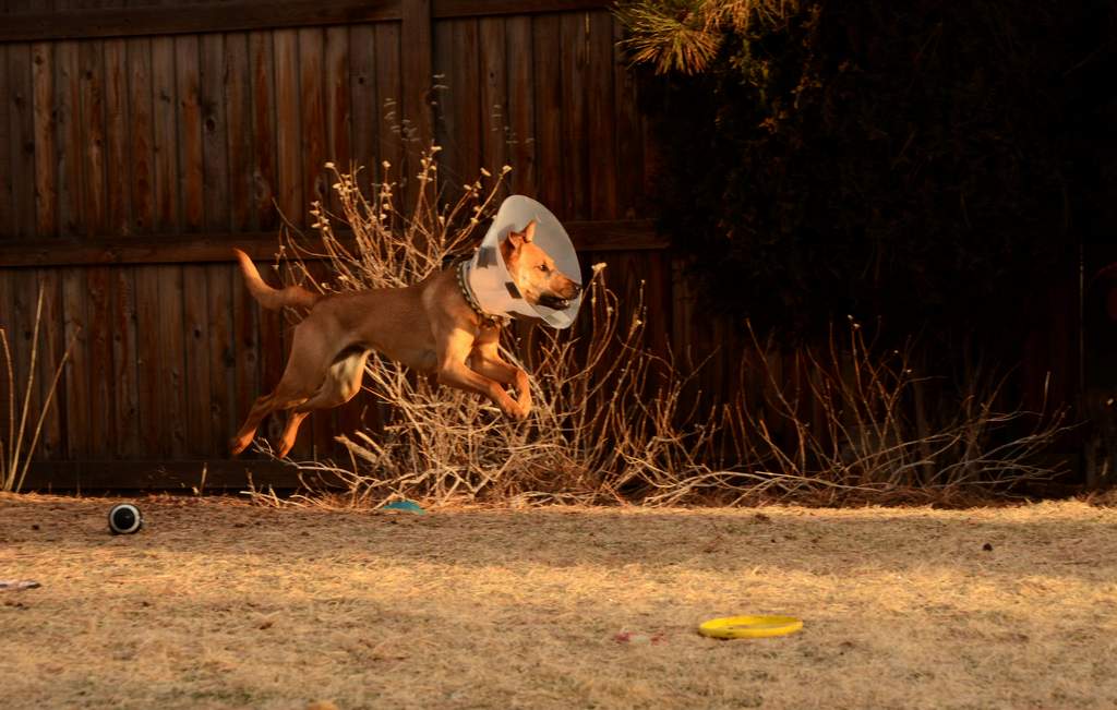 20190318Dogs_5213