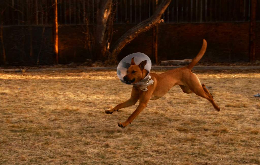 20190318Dogs_5219