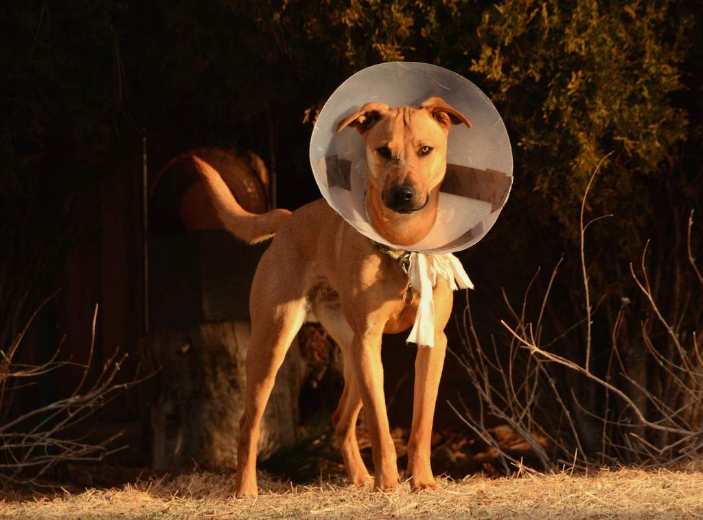 20190318Dogs_5249