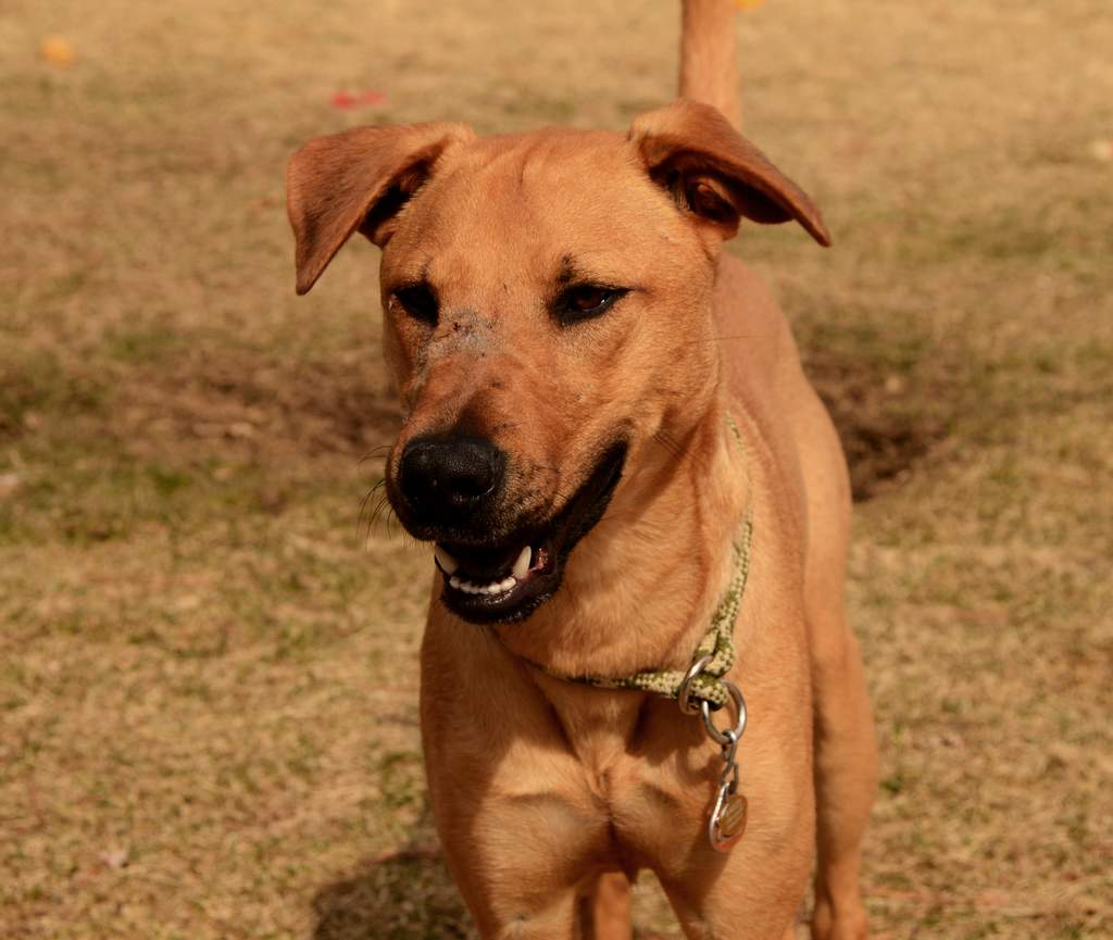 20190318Dogs_5286