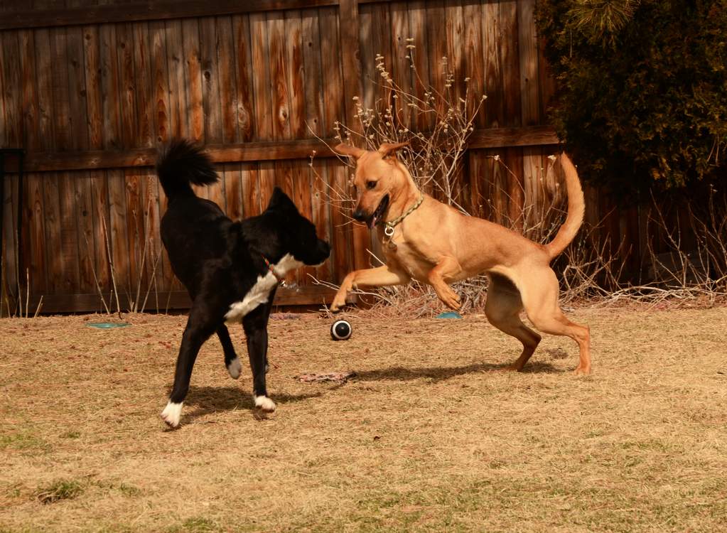 20190318Dogs_5292