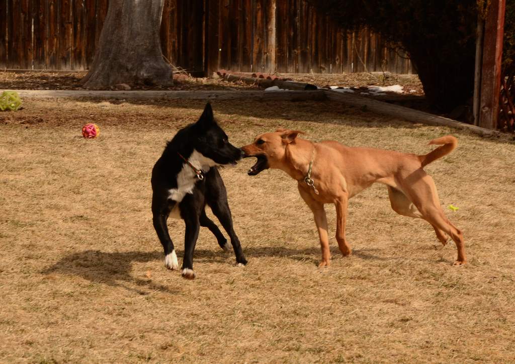 20190318Dogs_5307