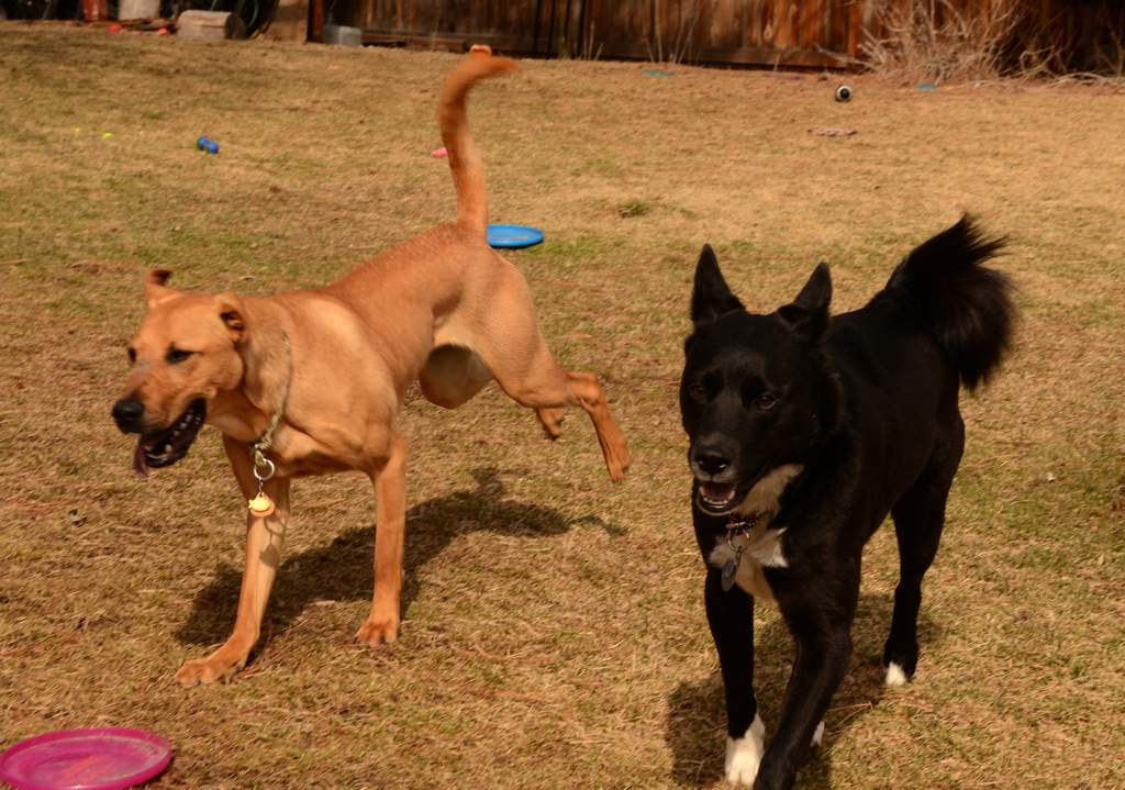 20190318Dogs_5319