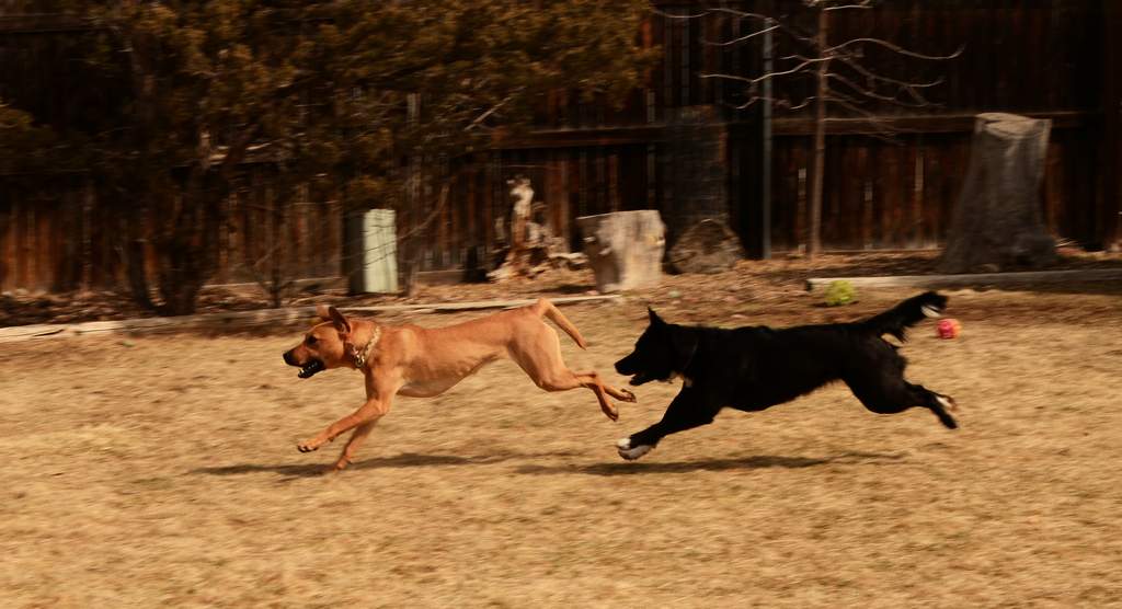 20190318Dogs_5324
