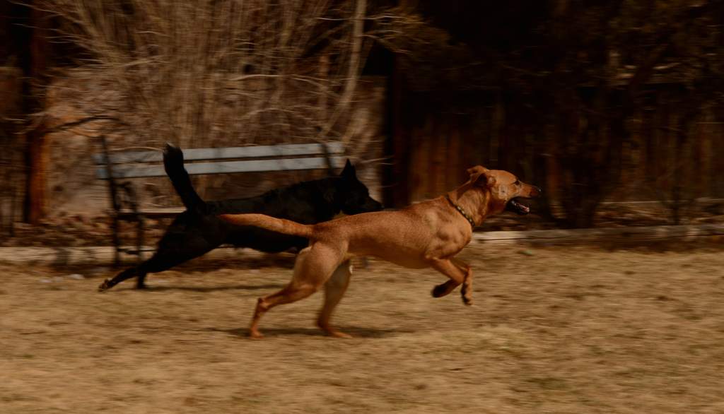 20190318Dogs_5340