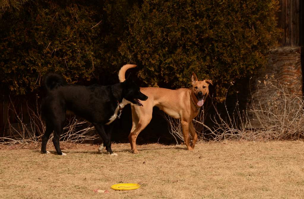 20190318Dogs_5349