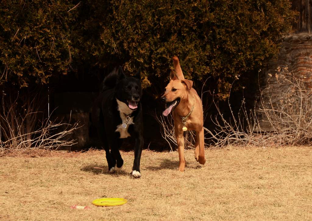 20190318Dogs_5350