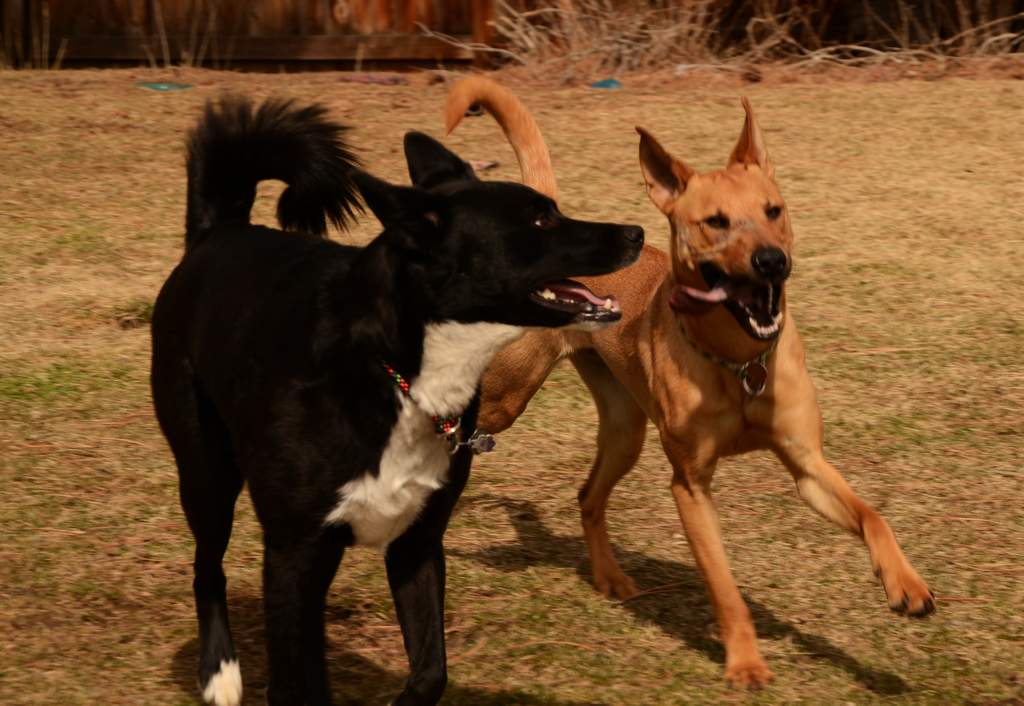 20190318Dogs_5381