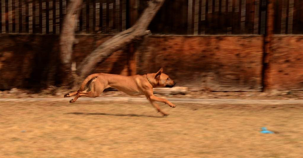 20190318Dogs_5385